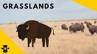 Grasslands  Biomes of the World [upl. by Scevo216]