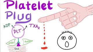 Platelet Plug  Primary Hemostasis  Platelet Adhesion amp Aggregation  How The Clot Forms [upl. by Nwadahs]