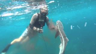 spearfishing SEQ [upl. by Sephira]