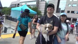 Toronto Korean Festival 2024 day two vendor tents [upl. by Tezile]