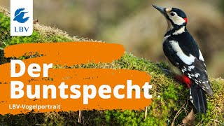 Der Buntspecht Dendrocopos major Steckbrief mit Gesang Vogelarten kennen lernen mit den Experten [upl. by Ehlke393]