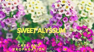 Alyssum care and propagation [upl. by Edrock]