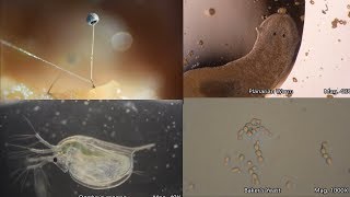 The Amazing Microscopic World [upl. by Alamat]