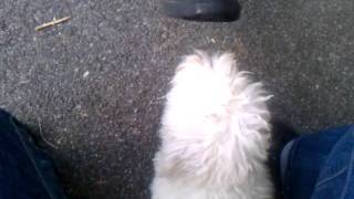 Coton De Tulear attack shoe [upl. by Benetta]