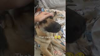 Chief 🐾🐾 germanshepherd dog youtubeshorts cute subscribe [upl. by Nerek]