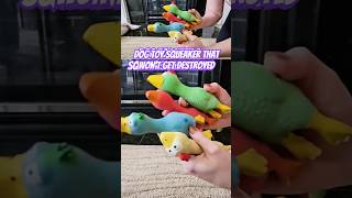 Rips and holes dont stop this screaming chicken dogtoy squeaker dogshorts bestpetproducts [upl. by Mather]