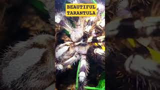 🕸💯💛💯🕸INDIAN ORNAMENTAL TARANTULA💯FRESH MOLTED💯 tarantula molting beauty nature [upl. by Ahsurej]