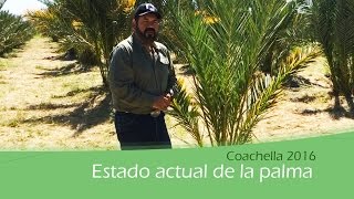 Estado actual de la palma Coachella 2016 [upl. by Leirvag849]