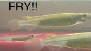 Fry Update 9 Metallic Halfbeak Fry now too [upl. by Livi]