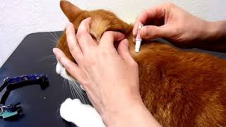 How to administer a SpotOn Flea Treatment to your cat [upl. by Storer195]