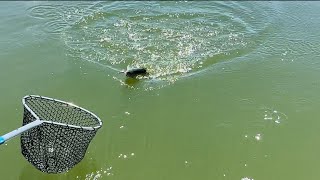 Trolling flies for trout at panguitch lake Utah [upl. by Nyral]