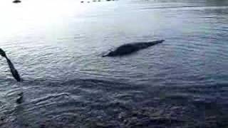 Tito crocodile in Coiba Island Panama [upl. by Bathesda]