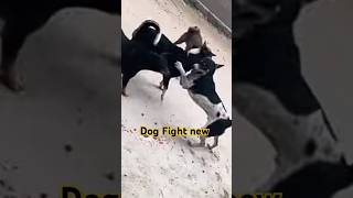 Dog Fight new dog doglover animals shortsvideo doglovers tranding [upl. by Curson387]