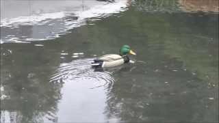 Canard Colvert RC [upl. by Ssyla]