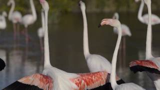 Flamants rose de Camargue [upl. by Anali]