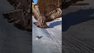 😳🥹shortvideo viralvideo ytshorts bird birdsloverytshorts yt short reelsshortsviral short [upl. by Box]