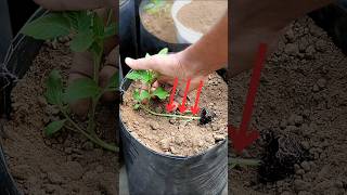 টমেটো চারা রোপণ করার সঠিক নিয়ম  Planting tomato plants sideways tomato টমেটো [upl. by Wadlinger]