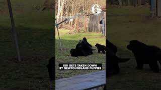 🐶 ADORABLE Kid gets taken down by Newfoundland puppies [upl. by Udenihc]