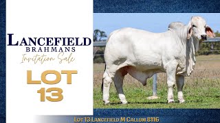 Lot 13 Lancefield M Callum 8116 [upl. by Daphene]