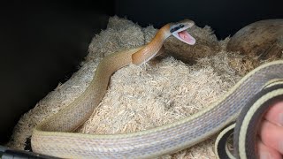 VERY BORING SNAKE VIDEO [upl. by Edurtreg]