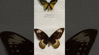 Birdwings Butterflies Ornithoptera Papilionidae are Unique Flying Pearls of Tropical Jungles [upl. by Daza]