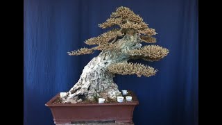 Defoliation in Bonsai [upl. by Anier]