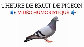 Bruit de Pigeon 1h rourouu rouu [upl. by Latterll]