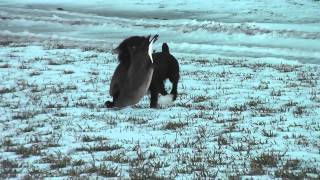 Boykin Spaniel Karoo Retrieving a Canada Goose [upl. by Vasta]