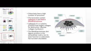 Osteoclasts Physiology and Wolffs Law [upl. by Carmina]