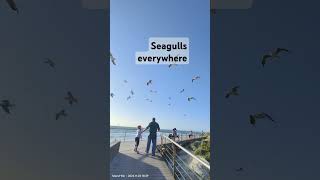 Carrum Beach viral2024 viralvideo viralpost viralshorts [upl. by Eberle]