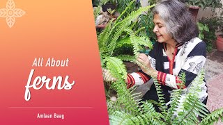 All About Fern  12 Important Aspects  Types Care Propagation Tips [upl. by Liew]