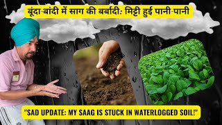 DAY 7 Too Much Rain My Saag Garden Is Flooded बूंदाबांदी में साग की बर्बादी मिट्टी हुई पानीपानी [upl. by Latini12]