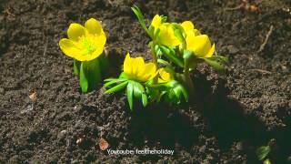 Time lapse Zeitraffer Winterlinge winter aconite Eranthis hyemalis syn Helleborus hyemalis [upl. by Ellenid841]