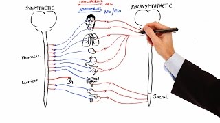 Pharmacology  AUTONOMIC NERVOUS SYSTEM MADE EASY [upl. by Edlin]