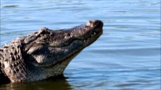 Gator Growl [upl. by Tyler]