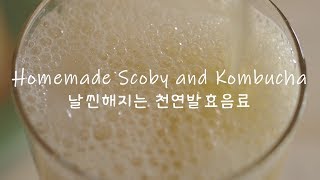 How to Make Kombucha amp Scoby  Easy Homemade Scoby amp Kombucha  Easy Fermentation [upl. by Sleinad]