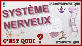 Quest ce que le Système Nerveux  Systèmes SYMPATHIQUE et PARASYMPATHIQUE [upl. by Haroun]