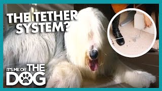 How To Use The Tether System  Its Me or the Dog [upl. by Llen930]