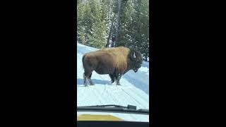 Bison charges at snowmobilers in Yellowstone as seen from a snow coach Part 2 of 3 [upl. by Annmaria]