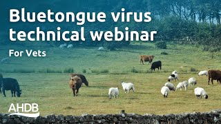 Bluetongue Virus Technical Webinar for Vets  AHDB Webinar [upl. by Kcirevam281]