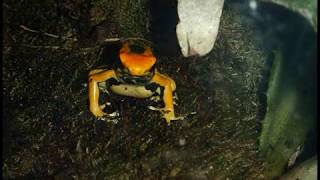 Diaporama photos  Dendrobates tinctorius quotazureusquot  httpaqualouryfrgd [upl. by Ardyaf]