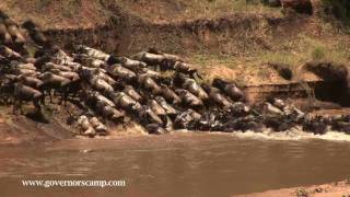 Wildebeest crossing at Governors Camp [upl. by Lertnahs]