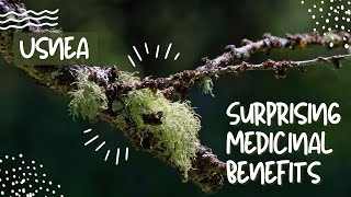 Usnea Surprising Medicinal Benefits [upl. by Renaxela342]