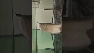 Huge SILVER AROWANA in home aquarium [upl. by Bernadina88]