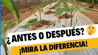 ¿Cuándo Trasplantar plantula Jitomate  1 Semana Antes vs 1 Semana Después [upl. by Natalya289]