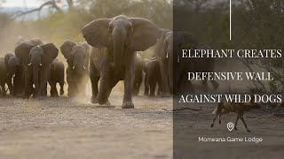 Elephants create defensive wall against wild dogs  Monwana Game Lodge  South Africa [upl. by Hgielrak]