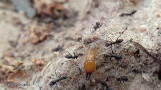 Ants vs Termites Army Ants Attack Termites [upl. by Gavrah605]