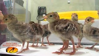 Rice Lake Animal Hospital – Wild Baby Turkeys [upl. by Adkins]