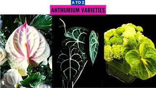 Anthurium Varieties A to Z [upl. by Yrrap207]