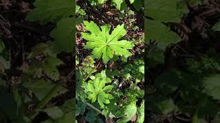 Western Coltsfoot Petasites palmatus var frigidus [upl. by Nolyaj]